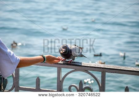 Woman Hand Feeding Pigeon By The Lake. Water In The Background. Feeding Pigeons, Animals. Birds In T