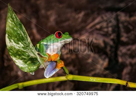 Red Eyed Tree Frog Sitting On The Plant Mast In The Terrarium