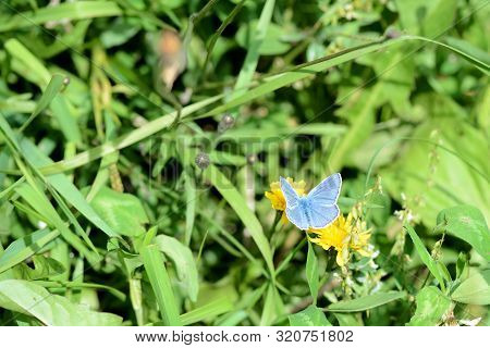 Small Butterfly Lycaena On A Green Meadow In Summer Close-up