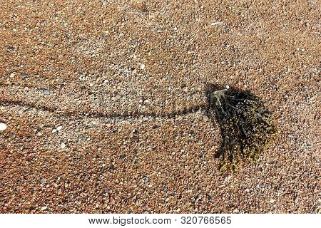 Drag Marks Left In Sand By Stones Pulled Along As The Tidal Waters Move
