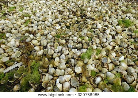Piles Of Empty Limpet Shells Revealed By Low Tide In Jersey, Channel Islands