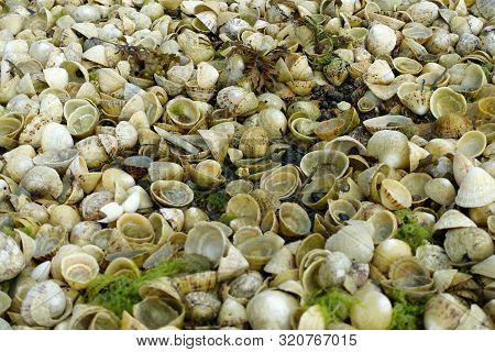 Piles Of Empty Limpet Shells Revealed By Low Tide In Jersey, Channel Islands