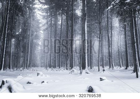 Winter Landscape With Snowy Trees In Bad Wildbad, Germany. Snowy Nature In Germany.  Outdoor Winter 