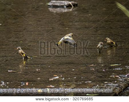 A Group Of Grey-capped Greenfinches Or Oriental Greenfinches, Chloris Sinica, Land And Bathe In A Sh