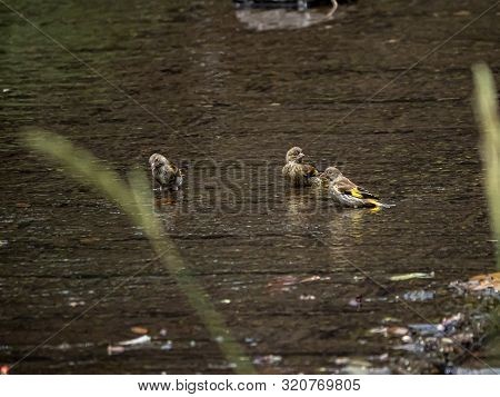 A Group Of Grey-capped Greenfinches Or Oriental Greenfinches, Chloris Sinica, Land And Bathe In A Sh