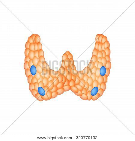 Anatomical Structure Of The Thyroid And Parathyroid Gland. Infographics. Illustration On Isolated Ba
