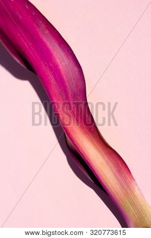 Tropical Leaves In Vibrant Bold Gradient Holographic Neon Colors. Concept Art. Minimal Surrealism Ba