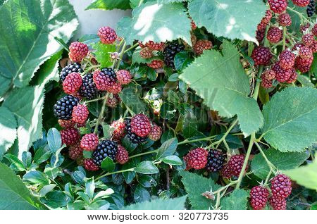 Branch Of Arubus Plicatus Shrub In Summer With Red And Black Fruits