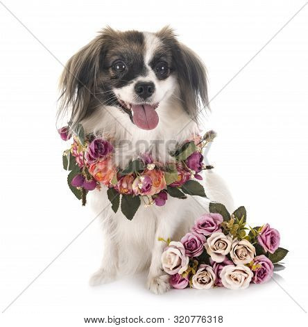 Phalene Papillon Dog In Front Of White Background