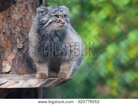 Pallas's Cat (otocolobus Manul). Manul Is Living In The Grasslands And Montane Steppes Of Central As