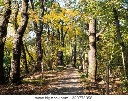 Majestic Old Trees With Golden Leaves In Autumn Sunny Day, Path In The Park