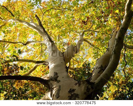 Majestic Platanus Tree With Golden Leaves In Autumn Sunny Day
