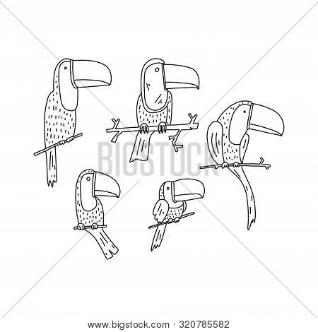 Bright Banner Set Quick Hand Drawn Toucans Sketch. Toucans Sitting On Branch. Different Sized Bird W