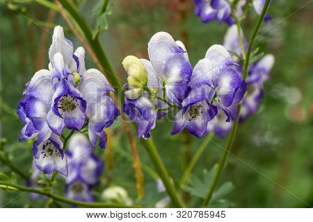 Wet Purple And White Aconite Flowers Or Aconitum Napellus Are On A Green Blurred Background