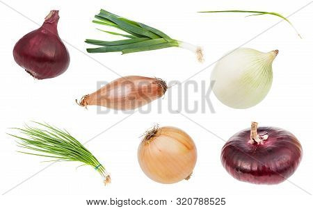 Various Onion Vegetables Isolated On White Background