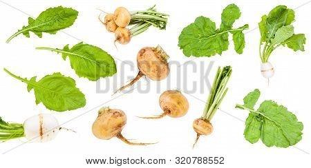 Various Greens And Roots Of Turnips Isolated On White Background