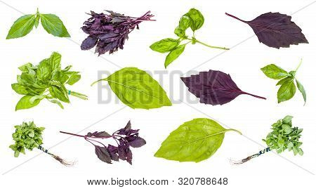 Various Leaves And Twigs Of Basil Plants Isolated On White Background