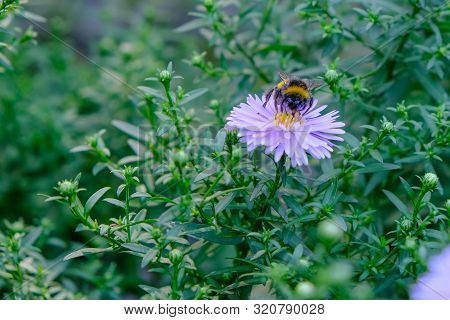 Astra Or New Belgian (symphyotrichum Novi-belgii) Beautiful Autumn Flower Bed