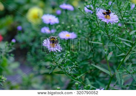 Astra Or New Belgian (symphyotrichum Novi-belgii) Beautiful Autumn Flower Bed