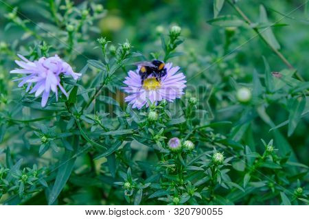 Astra Or New Belgian (symphyotrichum Novi-belgii) Beautiful Autumn Flower Bed