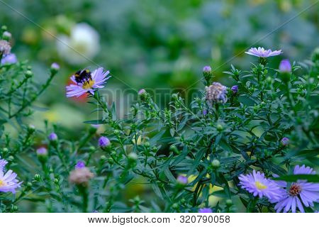 Astra Or New Belgian (symphyotrichum Novi-belgii) Beautiful Autumn Flower Bed