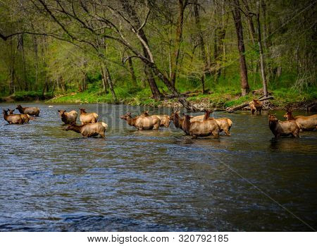 Elk Wade In Oconaluftee River In The Smokies