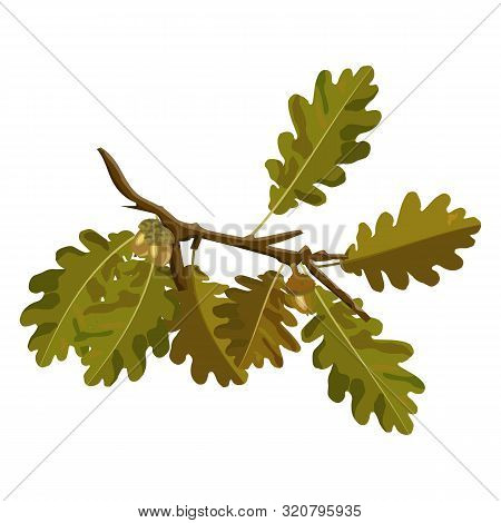 Oak Tree Branch With Acorn And Autumn Oak Leaves Vector Images Isolated On White Background