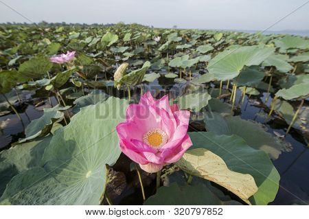 Cambodia Battambang Kamping Pouy Lake
