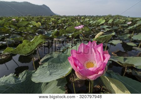 Cambodia Battambang Kamping Pouy Lake
