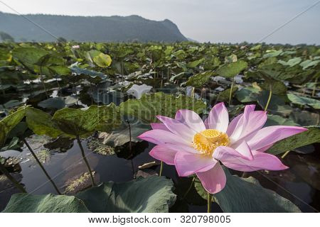 Cambodia Battambang Kamping Pouy Lake