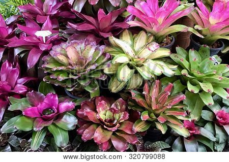 Group Of Beautiful Green And Purple Aechmea Fasciata Or Urn Plants At Flower Market For Home And Bui