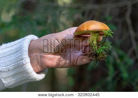 Beautiful Edible Mushroom - Butter-mushroom Or  Ringed Boletus (suillus Luteus) - With Moss In The H