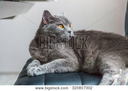 British Cat Posing On Black Modern Chair Indoor At Home. New Lovely Member Of Family Gray Kitten Res