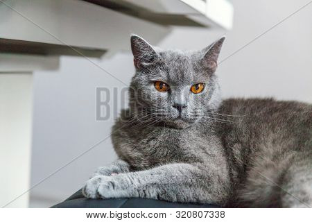 British Cat Posing On Black Modern Chair Indoor At Home. New Lovely Member Of Family Gray Kitten Res