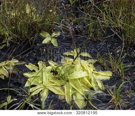 Common Butterwort - Pinguicula Vulgaris 
Insectivorous Plant On Wet Peat