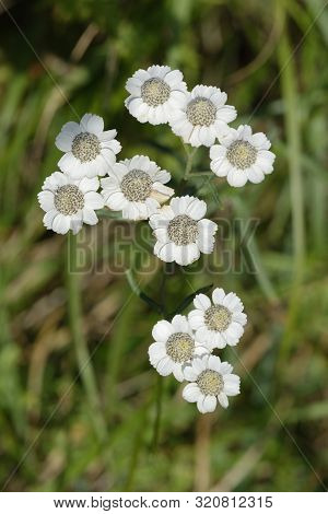 Sneezewort - Achillea Ptarmica 
White Wild Flower