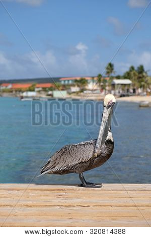 Pelican Sitting On A Dock With Blue Water In The Background