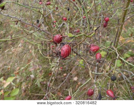 Kushch Shipshini. In Autumn September, The Berries Began To Go Bad.