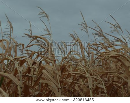 Corn Bends In A Field Under The Blue Sky.