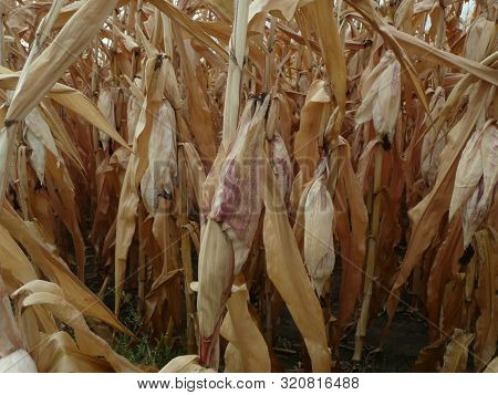 Corn Ripened On The Field, The Leaves Dried Out From The Sun.