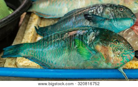 Balabag, Boracay Island, Philippines - March 4, 2019: Closeup Of Green Fishes On Display In Booth Al