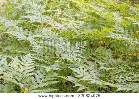 Fern Grows In The Forest. Fern Leaf Close Up. Fern Bush. Plant In The Forest. Rare Plant. Fern In Si