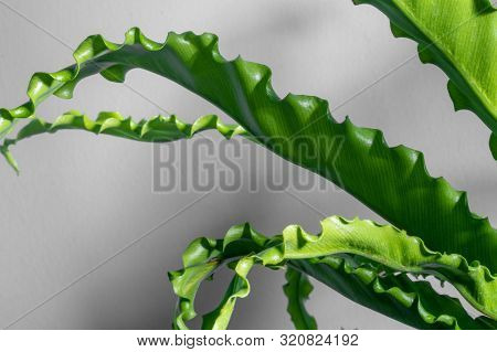 Houseplant Asplenium Nidus