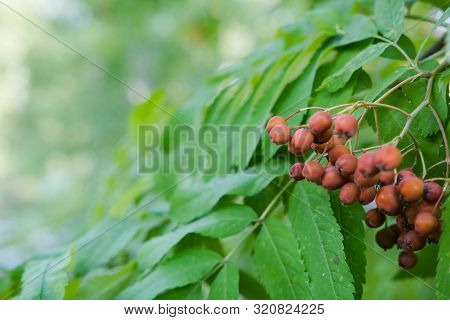 Fern Grows In The Forest. Fern Leaf Close Up. Fern Bush. Plant In The Forest. Rare Plant. Fern In Si