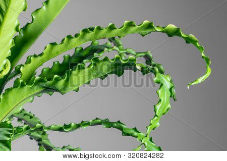 Houseplant Asplenium Nidus