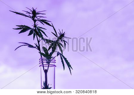Cannabis Leaf And Bush In Vitro. The Concept Of Home Grown Hemp For Oil, Medical Purposes. Medical L
