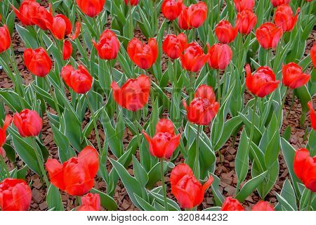 Group Of Red Tulips In The Park