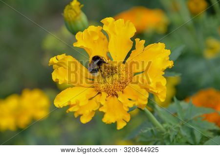 Bumblebee Sitting On On Yellow Pumpkin Flower And Colecting Polle