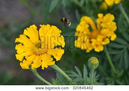 Bumblebee Sitting On On Yellow Pumpkin Flower And Colecting Polle