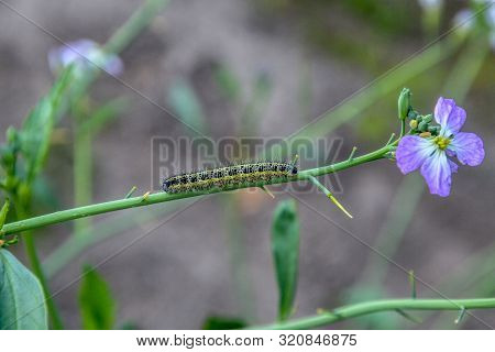 A Big Green Caterpillar With Black Dots Crawls Along A Thin Branch To A Purple Flower Against The Ba